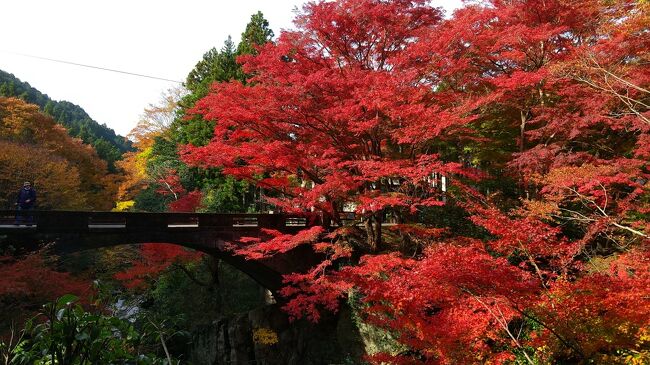 　河内渓谷の紅葉が見頃を迎えていると聞き、朝７時過ぎから出かけてみました。<br /><br />　紅葉は見事に色づいていたのですが、谷間の渓谷なので早朝は陽光が届かず、せっかくの紅葉の色がくすんだような色あいでした。<br /><br />　そこで、その上流にある錫杖ダム湖のようすを訪ね、９時過ぎに再訪することにしました。<br /><br />　ようやく日が差し込んできた渓谷で撮ってきたのが、この写真です。<br /><br />　早朝の写真も掲載しますので、見比べるなどしてください。<br /><br /><br />　