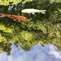 箱根・奥湯河原のほっこり親子旅３泊４日☆奥湯河原【海石榴】朝のファンタジーを楽しんで♪ 帰宅。