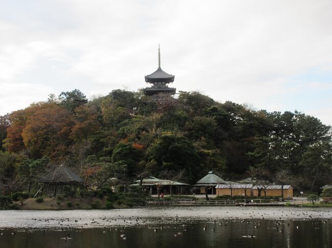 秋の特別公開中の建物と紅葉を期待して、休日に車で訪れました。開園前に着いたところすでに１０組ほど並んでいました。検温と消毒をして入園しました。紅葉は思ったほどでなく、葉が枯れたモミジや緑の葉のモミジがありました。以前見学した臨春閣は解体修理工事中で覆われていました。三渓記念館に展示してあった工事の様子を見て、完了後を期待しました。特別公開中の聴秋閣と春草廬は開いている戸から内部を見学できました。近くまで寄ることができない部分もありました。旧東慶寺仏殿も修理工事中だったので、すべて終わってから再び来たいと思いました。