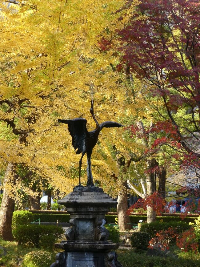 「日比谷公園」へ紅葉を見に行きました。紅葉は色付きがだいぶ進んでいましたが未だ進行中、黄葉は見頃終盤で散り始めていました。<br /><br />紅葉と黄葉の他に、この時季、「日比谷公園」にはツワブキが沢山咲き揃っていました。