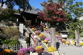 秋の伊豆旅♪　Vol.36　☆修善寺温泉：菊の花で飾られた温泉街♪