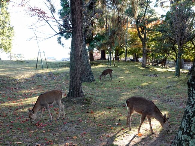 　錦秋の大和路を歩く、２泊３日の旅です。<br />２泊とも宿は奈良ホテル、奈良公園の一角にあるホテルです。<br />当然朝晩の散歩には事欠きません、又３日目のフリータイム時には見学は午前中に済ませてのんびり昼食、その後は集合時間まで奈良公園を彷徨います。<br />　この旅行記はその時の記録、目的は何もありません、ただブラツイてシャッターを押しただけです。