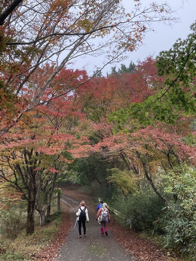 　関東最後の紅葉で有名なのは養老渓谷ですが、混雑を避けひっそりと歩けるお気に入りのハイキングコースがあります。小湊鉄道の月崎駅から、隣の上総大久保駅の手前で折り返し月崎に戻るコースです。市原市経済部商業観光課　発行の「いちはら　遊歩　小湊鉄道沿線ウオーキングガイド」に載っていたコースで、月崎駅発・浦白川コースからもみじ・眺望コースにつないで月崎駅に戻るコースです。このパンフには載っているのですが、月崎駅のハイキングコースの案内板には残念ながらのっていませんでした。平成20年には第5版まで出ていましたが、絶版ですよね。今回のハイキングでも、平日ではありましたが、私たちのグループ以外誰も歩いていませんでした。もったいな～い。<br />　2時間くらいのコースなので、当日は、まず月崎クオードの森（前・月崎市民の森）を歩き、お弁当を食べてから浦白川コースに向かいました<br />