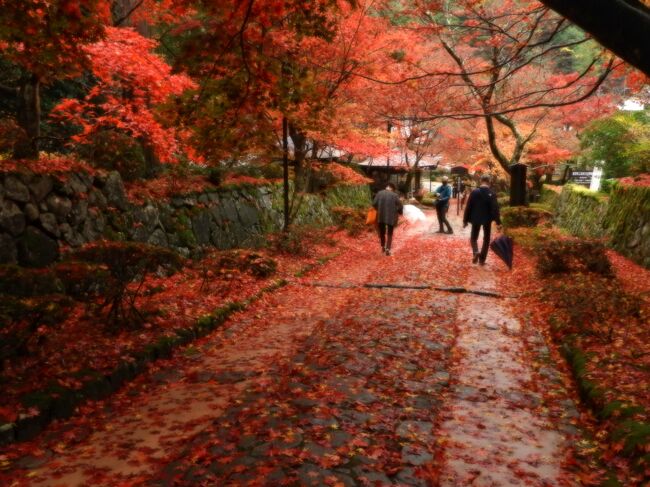 JTBの「旅物語」バスツアーで滋賀・京都・奈良の紅葉バスツアー<br />1日目は滋賀県に<br />国宝彦根城-百済寺ｰ金剛輪寺の紅葉を眼に焼き付けました。