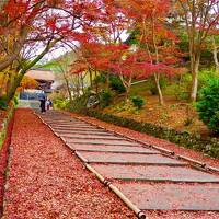 2020年秋　京都・美山 紅葉めぐり２泊３日（１日目：借景庭園の圓通寺、敷もみじの毘沙門堂、ライトアップの高台寺）