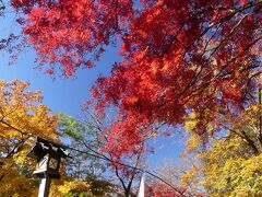 「唐沢山城跡」の紅葉_2020（2）_枯れ始めていて、落葉進行中でした（栃木県・佐野市）