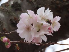 寒い日に見られた冬桜