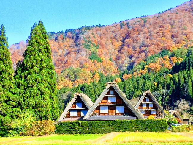 Go to travelを利用して白川郷へ<br />晩秋です。雪の白山連峰、麓の山々の緑、オレンジ色の白川郷<br />憧れの3段紅葉を目にすることもできました。