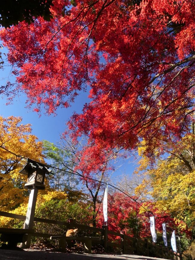 栃木県佐野市の唐沢山、「唐沢城跡」の紅葉を見に行きました。今シーズン２度目の訪問、前回11月13日から丁度３週間経っていました。<br />前回は一部色付き始めで、ほとんど緑でしたが、３週間語の今回は、紅葉は枯れ始めていて、落葉進行中でした。それでも残っている紅葉が思っていた以上に綺麗で、秋晴れの青空とのコラボを楽しめました。<br /><br />表紙の写真、ベンチの上にいるのは、唐沢城の地域ネコです。