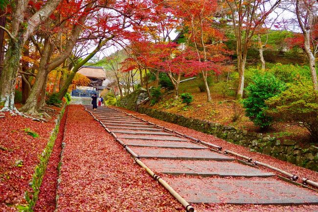 久しぶりに訪れた紅葉の京都。<br />昨年までは、国内外の観光客で大混雑だったけど、今年はのんびり見てまわれるに違いない。<br />という事で、２泊３日で秋の京都を満喫してきました。<br /><br />今回は、京都市内に加え、以前から訪れてみたかった南丹市にある美山かやぶきの里も訪問。山間の中の、のどかで美しい集落でした。<br /><br />肝心の紅葉は・・・？<br />今年は、短期間に一気に色づいて過ぎ去ってしまったのか、ちょっと見頃が過ぎた感じではあったけど、それでも十分にいつもと違う特別な京都を満喫することができました。<br /><br />ANAトラベラーズダイナミックパッケージ（Gotoトラベル利用）<br />往路：10/26 NH17便 羽田09:00発→伊丹10:10着<br />復路：10/28 NH40便 伊丹20:20発→羽田21:30着<br />ホテル：三井ガーデンホテル京都四条（朝食付き）<br /><br />【旅程】<br />★１日目：圓通寺・毘沙門堂・高台寺<br />　２日目：美山（南丹市）・南禅寺・真如堂・金戒光明寺・永観堂<br />　３日目：渡月橋・宝厳院・苔寺・鈴虫寺・宝筐院・祇王寺・常寂光寺<br />