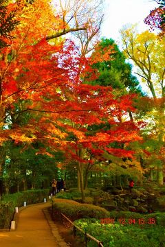 都内紅葉穴場 大田黒公園紅葉とライトアップ 黄昏 夕方の紅葉 荻窪 西荻窪 東京 の旅行記 ブログ By Jh2fxvさん フォートラベル