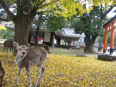 ’２０　京都・奈良・兵庫 紅葉＆100名城旅２　奈良市内さんぽ（奈良公園～東大寺～奈良公園）