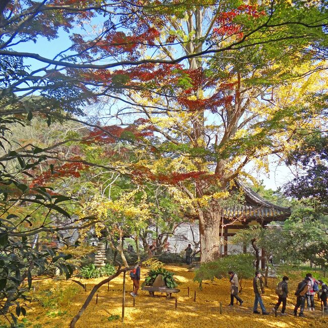 晩秋の横浜 三渓園 上海横浜友好園 I 本牧 根岸 磯子 神奈川県 の旅行記 ブログ By Bunbunさん フォートラベル 晩秋の横浜 三渓園 上海横浜友好園 I 本牧 根岸 磯子 神奈川県 の旅行記 ブログ By Bunbunさん フォートラベル