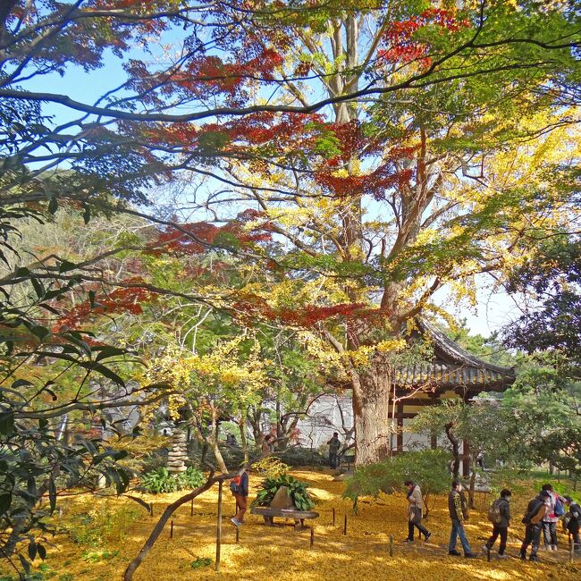 雲一つない快晴でしたので、レンタカーで横浜の三渓園とその南にある本牧市民公園内の上海横浜友好園を見学してきました。<br /><br />「三溪園は生糸貿易により財を成した実業家 原三溪によって、1906年（明治39）5月1日に公開されました。175,000m^2に及ぶ園内には京都や鎌倉などから移築された歴史的に価値の高い建造物が巧みに配置されています。（現在、重要文化財10棟・横浜市指定有形文化財3棟）<br />東京湾を望む横浜の東南部・本牧に広がる広大な土地は、三溪の手により1902年（明治35）頃から造成が始められ、1914年（大正3）に外苑、1922年（大正11）に内苑が完成するに至りました。三溪が存命中は、新進芸術家の育成と支援の場ともなり、前田青邨の「神輿振」、横山大観の「柳蔭」、下村観山の「弱法師」など近代日本画を代表する多くの作品が園内で生まれました。その後、戦災により大きな被害をうけ、1953年（昭和28年）、原家から横浜市に譲渡・寄贈されるのを機に、財団法人三溪園保勝会が設立され、復旧工事を実施し現在に至ります。」<br />―三渓園HPより―<br /><br />「三渓園は、明治時代から大正時代にかけて生糸の生産と貿易で財を成した横浜の実業家・原三溪が、東京湾に面した“三之谷”と呼ばれる谷あいの地に造りあげた、広さ175,000m^2の日本庭園です。園内には、明治39年・1906年に一般に向けて開園された外苑と、三溪がプライベートに使用した内苑の2つの庭園からなり、京都や鎌倉などから集められた17棟の歴史的建造物と四季折々の自然がみごとに調和した景観を楽しむことができます。<br />原三溪は、画家や文学者などの文化人たちと広く交流したことでも知られ、三渓園は美術・文学・茶の湯などの近代の日本文化の一端を育んだ場所でもあります。<br />平成19年・2007年には、庭園全域が国指定名称となり、その文化財的価値が高く評価されています。」<br />―説明板より―<br /><br />上海横浜友好園については本文中で説明します。<br /><br />量が多いので２つに分けます。<br />