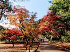 明治神宮 新宿御苑 紅葉散歩 ランチは地中海、アフリカ料理ひつじやで