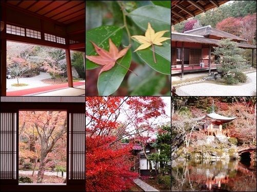 京都には一年ぶりの訪問をした。コロナウイルス過の中で京都に行くのはためらうれたが、少々用事もあり、思い切って出かけてみた。果たすべき用事は大したことはなかったので、その合間を見て黄葉・紅葉の名所をいくつか訪ねてみた。<br /><br />ただ、時期的に少しその盛りが過ぎてしまったところもあり、もう少し早めに訪れればよかったかと思ったりした。これが少々残念であった。ただ、例年より人の数は多くなかった（外国人旅行者が激減）こともあり、それほどどこも混雑していなかったと思う。<br /><br />今回訪ねたところは以下の通りである。<br /><br />　１．曼殊院門跡 （左京区一乗寺竹ノ内町）<br />　２．詩仙堂　　 （左京区一乗寺門口町）<br />　３．圓光寺　　 （左京区一乗寺小谷町）<br />　４．金福寺　　 （左京区一乗寺才形町）<br />　５．永観堂　　 （左京区永観堂町）<br />　６．醍醐寺　　 （伏見区醍醐東大路町）<br />　７.  平安神宮　 （左京区岡崎西天王町）<br /><br />いずれも初めての所ばかりで、幾分でも未知の領域を踏み分けた気がする。まだまだ訪ねたいところはたくさんあるが、今後も少しずつ探訪してみたい。<br /><br /><br /><br />