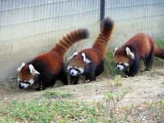 八木山動物公園　スモモちゃん、ヤンヤン君、ほんとうによかったね！！ ３シーズン目のペアリングで誕生した双子ちゃんに会いに行きました