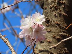 暖かい日に見られた冬桜