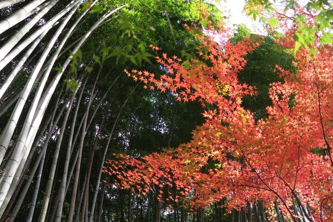 (写真は祇王寺の紅葉）<br /><br />　さて、今年の紅葉はどんなものか、年末毎の楽しみです。<br />京都の大寺院には臨済宗派が多いのに、改めてビックリです。（花頭窓があれば禅宗系の寺とわかります）。京都・奈良にはここ10年で10度ほどお邪魔しました。廻った寺社も50以上でしょうか、今回でやっとひとまわりした、という感じです。<br /><br />　●初雪や赤☘隠してモンブラン　<br /><br />　●コロナなど十年早いと追い返せ<br /><br />　●逃げる秋追いかけて今日嵯峨野<br /><br />昨年の紅葉（1）大原、高尾<br />https://4travel.jp/travelogue/11573724<br />昨年の紅葉（2）永観堂、相国寺など洛東<br />https://4travel.jp/travelogue/11573780<br />今までの京都・奈良<br />https://4travel.jp/travelogue/11665716#travelogue_groupArea<br />