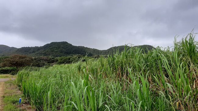3泊で5年ぶりに石垣島へとGoToトラベル<br /><br />発つ一週間前の天気は晴れ続きの石垣島<br /><br />しかし旅の週初めから天気がくずれ始め石垣島~波照間島への航路欠航が続き始めていました。<br /><br />「週末は、大丈夫だろうか?」とやきもきしながら旅行日当日、やはり天気予報ではくずれています。<br /><br />しかし、島の天気予報は雨でも晴れることもあるし波は穏やかになるかと楽観視しての始まりでした。<br /><br />ところが3泊したのですが朝一番の船は出ても帰り夕方は欠航ということで今回残念ですが「波照間島」に渡ることができませんでした。<br /><br />冬の天気のはしりで、大陸性高気圧の影響による北東の季節風が吹きこれから春までこのような天気が続き八重山諸島はオフシーズンになってしまいました。<br /><br />残念ですが今回のブログは、見どころ無しです。<br />