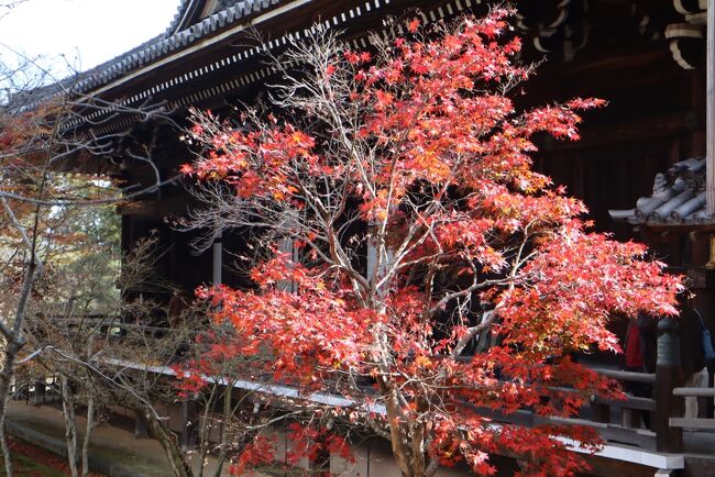 秋の京都、モミジの季節は格別。今年はコロナの影響が色濃く、いつもの京都とは少し違うが・・・<br />今回はJR長岡京駅からスタート。紅葉の名所光明寺は混雑していたが、乙訓寺、長岡天満宮は人出も多くはなく、静かな時を過ごす・・・<br />必ずしも見ごろではなかったが秋の京都を楽しんだ1日。<br />