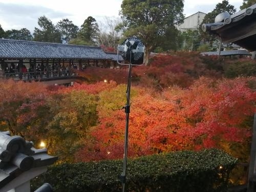 GoToトラベルを使用して、京都・奈良の紅葉を見に９泊10日で行ってきました。ついでに周辺にある日本100名城の高取城、千早城、二条城、篠山城、竹田城の5城をまわってきました。紅葉は出発日に降った雨や風でほぼ終わりになっていて紅葉のはずれ年な感じで残念でしたが、天気は良い日が多く楽しめました。<br /><br />★旅行記９のルート<br />京都駅→しずやKYOTO（宿）→京都駅→東福寺駅→東福寺（ライトアップ）→東福寺駅<br /><br />１．京都駅周辺イルミネーション<br />２．奈良市内さんぽ（奈良公園～東大寺～奈良公園）<br />３．奈良グルメ（春日荷茶屋～天極堂の葛もち～おちゃのこのかき氷）<br />４．奈良 談山神社の紅葉＆ライトアップ<br />５．奈良 高取城①（土佐街道～宗泉寺～猿石～二ノ門跡～大手門跡まで）<br />６．奈良 高取城②（二ノ丸～本丸～五百羅漢～壷阪寺）<br />７．大阪 千早城＆金剛山麓まつまさのしいたけうどん<br />８．奈良 ほうせき箱のかき氷～よつばカフェ～麺闘庵<br />10．京都 京都駅大階段イルミネーション←★今ここ<br />11．京都 パンとエスプレッソと嵐山庭園～嵐山嵯峨野さんぽ～ステーキおおつか<br />12．京都 嵯峨野トロッコ列車のリッチ号に乗車<br />13．京都 永観堂紅葉ライトップ＆和楽庵宿泊<br />14．京都 京都 南禅寺～永観堂～金戒光明寺～真如堂<br />15．京都 祇園グルメ（喫茶ソワレ～にしんそば松葉～壹銭洋食）<br />16．京都 知恩院 秋のライトアップ<br />17．京都 フルーツパーラーヤオイソ＆二条城＆京都御所<br />18．京都 出町ふたばの名代豆餅＆下鴨神社＆加茂みたらし茶屋<br />19．兵庫 篠山城＆丹波篠山郷土料理懐のぼたん鍋<br />20．兵庫 姫路 カフェ･ド・ムッシュのアーモンドトースト<br />21．兵庫 雨の竹田城跡<br />22．兵庫 竹田さんぽ～姫路（まねきのえきそば）<br />23．京都 東寺～ミスター・ギョーザ<br />24．京都 宇治さんぽ①（中村藤吉本店～平等院鳳凰堂）<br />25．京都 宇治さんぽ②（宇治神社～興聖寺～宇治上神社）<br />26．京都 伏見稲荷大社①（楼門～本殿～千本鳥居～稲荷山山頂 一ノ峰まで）<br />27．京都 伏見稲荷大社② ライトアップの伏見稲荷大社～土井志ば漬本舗～東京へ