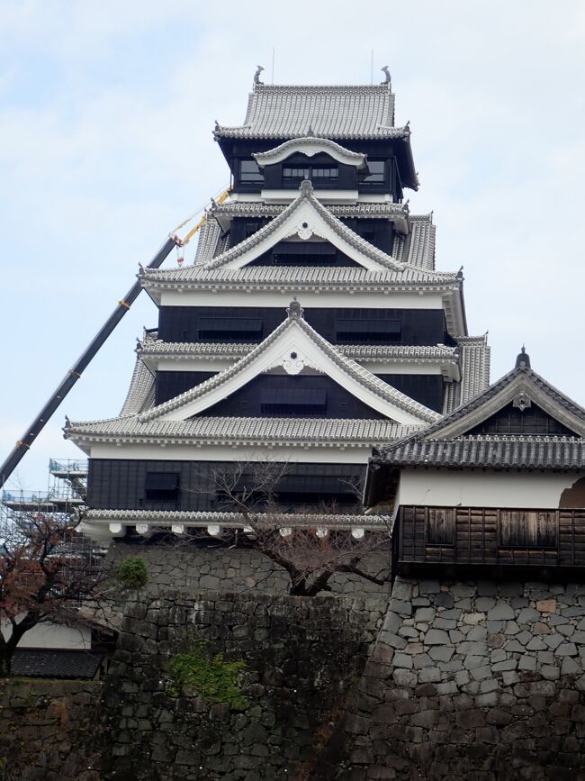 　最終日になってしまいました。<br />　先ずは海に一番近いという「大三島駅」を見学。　<br />　本当に海は近かった！<br />　一歩足を踏み出すとドボンと海にダイビング出来ますよ。<br />　駐車場が無いので道路を挟んだ酒屋さんの駐車場をお借りします。　<br />　この頃は予約が入ると、即席の売店を開店しているそうです。<br />　ミカン、お菓子、地場産のお酒など有りました。<br />　添乗員さんがお借りしているので、何か一つでも買ってくださると助かりますという言葉に反応してくださった方が買ってくださいました。<br /><br />　島原港からフェリーで熊本港へ（約60分）。<br />　乗客は殆ど無し。<br />　今までフェリーに乗っても作業されているのを見ていなかったので、今回はじっくりと拝見しました。<br />　テキパキと気持ちいい手際に当たり前ながらプロですね。<br /><br />　もう5年前になる熊本城の損壊。<br />　あの石垣で何とか持ちこたえていたお城が、天守閣と小天守は外観は綺麗になっていました。<br />　城内は来年の春から公開される予定です。<br />　城内にはエレベ－タ－も完備され、沢山の方に来場していただきたいとの思いでいっぱいでした。<br />　でも、石垣や漆喰壁などまだまだ修理は進んでいませんでした。<br />　石垣の中には色が白っぽくなっているところが有りますが、これは落下物が石垣に当たり石の上の苔などを削ぎ落したからだそうです。<br />　色々な所は手付かずのままも多かったです。<br />　昔のお城を知っておられる方は、前は黒いというイメ－ジだったのに今回は白く成っていてちょっと変だなあと思ったそうです。<br />　そのうち年月を経ると黒っぽくなってくることでしょう。<br />　石垣の修理が一番難しいそうです。<br />　石垣の組み方にちゃんと合った石を、はめ込まなくてはならないからです。<br />　一日でも早い完成を祈ってきました。<br /><br />　次はブドウの巨峰でワインを日本で初めて作られたワイナリ－と焼酎工場の見学です。<br />　ここが巨峰の生まれたところだそうです。<br />　アルコ－ルはだめですが、こんな機会で無いと飲めないのでほんの少しだけを飲みましたが、４種類くらい飲んだので脈が速くなり体が熱くなってしまいました。<br />　子供の飲み薬用のキャップ位の大きさの底から５㎜位だったんですがねえ。<br />　なんでも試してみたい子供みたいなおばさんです。<br />　皆さんはこれがスッキリしているとか言って、購入されていましたよ。<br /><br />　焼酎はアルコ－ル度数が高いので、冷凍して飲んだら美味しいそうです。<br />　焼酎は凍らないそうです。<br /><br />　最後にお土産屋さんでお買い物。<br />　待っていてくれる連れ合いさんの好きなお菓子やカステラを沢山買いました。<br /><br />　皆さん気持ちのいい方ばかりで、楽しい旅になりました。<br /><br /><br /><br /><br /><br />　<br /><br />　