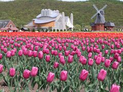 2019春　オホーツク湧別・遠軽　日帰りでチューリップ＆ちょこっと芝桜鑑賞