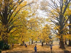 イチョウの黄葉を見に神宮外苑から新宿御苑へ