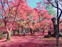 ★京都の紅葉リベンジ★Go toトラベルキャンペーン利用してみた