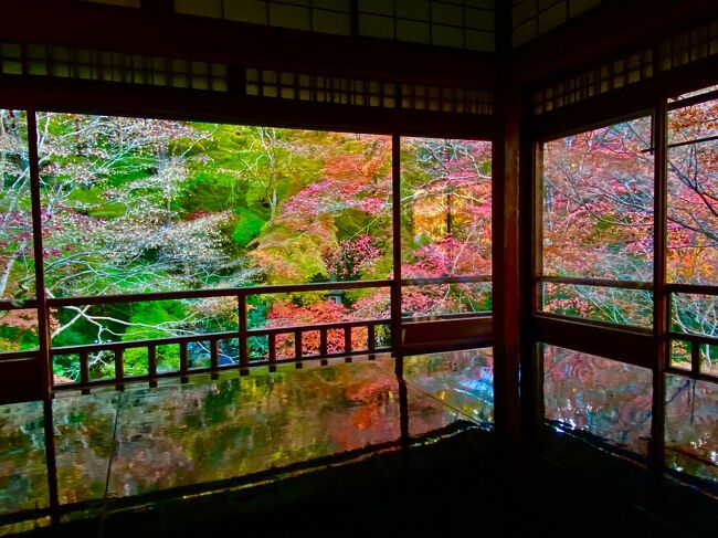 Go Toトラベルが始まってから9回目の旅(うち、クーポンが利用できるようになってからは7回目)となりました。<br /><br />そのうち4回は、鹿児島から宮崎にサーフィンに泊まりで出かけただけなので、帰省と合わせての旅もいれて普通の旅は5回目。それでも充分多いですが<br /><br />コロナ禍の中で旅をできる状況にない人には申し訳ないと思いますが、できる環境にある者は、観光関連産業で頑張っている人たちのためにも、経済を回すことは悪いことではないはず。<br /><br />本来なら海外で羽を伸ばしたくても、そういう状況にいつ戻るかわからないため、今まで行けていなかった場所を中心に、コロナ対策をしながら旅を続けたいと思っています。<br /><br />今回は故郷で所用を済ませた後、晩秋の京都に2泊し、滋賀県を中心に回りました。以下、旅程にそって旅行記をUpして行きます<br /><br />======<br /><br />滋賀の近江八幡を巡ってから京都に移動し、ネットで予約していた瑠璃光院「秋の特別公開」に出かけました。<br /><br />交通手段は色々とありますが、始発なので座っていけますし、乗り換えもない市バスを選択。京都駅前のバス乗り場C3から大原行き17番に乗車しました。料金は400円で八瀬駅前で下車。<br /><br />最初は座席の半分も座っていませんでしたが、徐々に増えて来て、到着する頃にはぎゅーぎゅー詰めでした。誰もコロナの事は気にしてないかのような状況です。まあ、しゃべらないのでリスクは低いと思います。換気のため窓が開いていたので、風が流れて寒かったですね。<br /><br />下車すると道路を渡って反対側に行き、橋を渡って比叡山ケーブル乗り場に向かうルートが最短ですが、帰りのバスの時間を確認するために、一旦道路を叡山鉄道の八瀬駅方面に下り、途中のバス停で時刻表を確認しておきました。そこから八瀬駅の方に向かい、駅でトイレを済ませ、橋を渡って瑠璃光院に向かいました。<br /><br />予定より早く来てしまったので、途中にあった屋台のカフェで休憩することに。みたらし団子セットとわらび餅をいただきました。<br /><br />瑠璃光院に到着すると、道路脇にテントが張られていてスタッフに聞いてみると、予約時間の30分前にならないと入れないとのこと。川の方に下ったりして時間をつぶしました。紅葉のピークを過ぎていたせいか、この日は予約なしでも入れたようでした。<br /><br />15:45の予約だったので、15:15にテントで名前を告げ、検温してもらったら入場できました。少し前までは山門に行列ができていましたが、この時間は人が減ってスムースに入れました。昨年までは、4、5時間待ちということもあったそうで、コロナで予約制なったのは良い変化だったと思います。<br /><br />入口で拝観料2,000円を払います。ネット予約した時に支払ったと思ってましたが、時間の予約だけだったのでしょうね(記憶が曖昧だし、支払い済みを証明する方法もなかったので・・・素直に支払いました)<br />他の寺院と比べても、高くないかー ?? とは思いますが、春と秋にしか公開していませんし、人数制限で減収になってるでしようから、この時くらいは、稼がせてあげましょう。<br /><br />ただし、お土産として写経用紙(2階でできますが、混んでたのでしませんでしたが)、ボールペン、除菌ウェットの3点セットがもらえました。でも、写経しなかったので30分で全て見終わりましたから・・・やっぱり、ちょっと高い感じもするなぁー。って、どっちやねん !!<br /><br />お目当ては皆さん2階。<br />黒塗りの机にリフレクションする、SNSで話題になった映像が撮れる場所。自撮り棒、フラッシュ、三脚は禁止されていますし、おごそかな雰囲気なので、日本人は皆さん行儀良く、適当に順番待ちの空気が流れて、いい感じで交代しながら写真が撮れます。インバウンド客で混雑していたら、とてもこうはいかないなので、その意味ではコロナ禍のおかげとも言えます。<br /><br />紅葉のベスト時期は予想が難しいですが、新緑の時期は割と長いので、春の方がもっと人が少なくて良いかもしれませんね。<br /><br />ネットの情報でみると、机にカメラを置いて撮ると良いと書かれているのもあったので、そのようにしている人もいましたが、その場でやってみるとダメでした。少し浮かした位置からの方が構図のバランスよく、綺麗に撮れると思います。<br /><br />しかし、写真を撮ることに夢中になり過ぎて、この目で生で見ることも忘れないようにしたいものです。以前は私もデカイ銀塩の一眼レフを使用してましたが、デジタル一眼レフに移行し、iPhoneのレンズ性能が良くなった今は、iPhone11Proのみで写真はすませてます。ポケットに入れておくだけですむ手軽さ、すぐに取り出して写せる機動力の高さがあるので十分です。<br /><br />カメラの時は、プリントして楽しいアルバムを旅行ごとに作ってましたが、京都から鹿児島へ引っ越す際に、余計な物を置くスペースがなくなったので、分厚いアルバムを60冊くらい処分しました。歳をとるごとに荷物は減らさないといけないと、つくづく感じました。<br /><br />アルバムの写真は1ページずつデジタルで撮影し、パソコンやiPhoneではみられるように保存しましたので、何か調べたい時にはみられます。しかし、毎日作業して1ヶ月以上かかりましたので、気持ち的にも非常に疲れて、心が折れそうな日々でした。写真を趣味にする人には、そのあたりは考えておいた方が良いと思います。