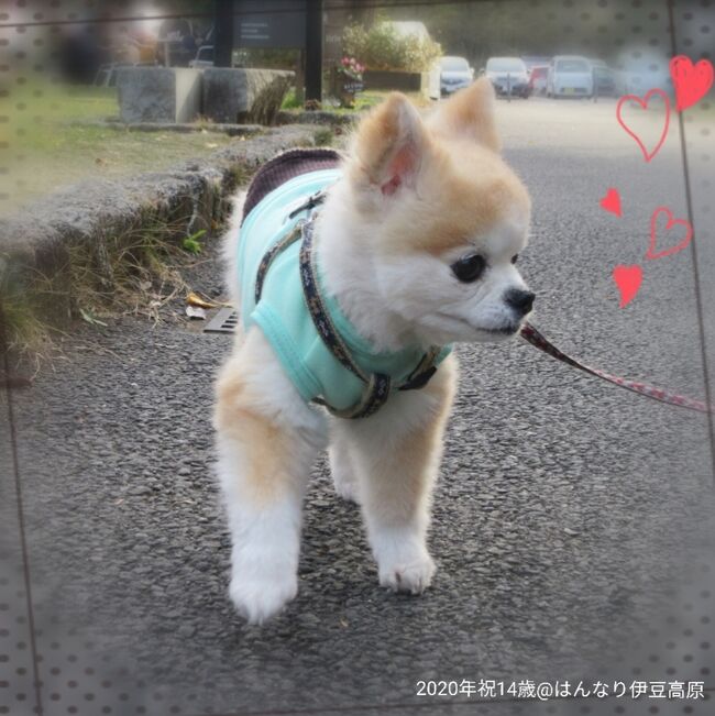 犬旅 静岡 伊豆高原 はんなり伊豆高原 祝14歳のお誕生日旅行へgoto 週末2日間 12 伊豆高原 静岡県 の旅行記 ブログ By ちょこ旅さん フォートラベル 犬旅 静岡 伊豆高原 はんなり伊豆高原 祝14歳のお誕生日旅行へgoto 週末2日間 12 伊豆高原 静岡県 の旅行記 ブログ By ちょこ旅さん フォートラベル