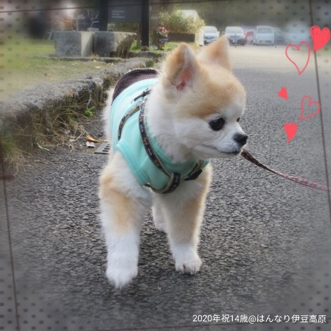 ◆犬旅◆静岡/伊豆高原【はんなり伊豆高原】～祝14歳のお誕生日旅行へGoTo～週末２日間(2020.12)