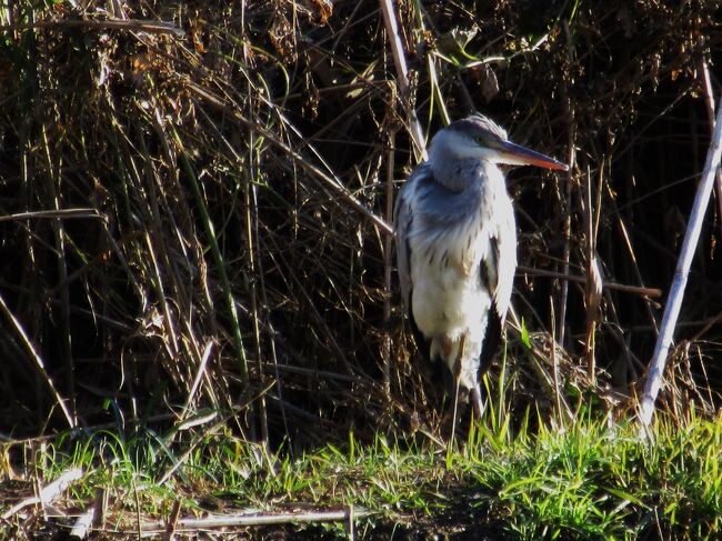 アオサギ Gray heron 2020.12.1 14:07<br /><br />よく晴れた晩秋12月1日の午後、ウォーキングコースの一つである北野コースを歩いてきた。花の季節は過ぎてしまったが、スーパーの売り場の野菜とは異なるイメージの畑の野菜を紹介する。<br /><br />12月6日の日曜日も天気がよかったので、東京都武蔵村山市の野山北公園と狭山公園のもみじの紅葉を撮りに行った。どちらも大きな駐車場が満杯でしばらく待たされたが、寒さを感じることなく新鮮な空気に触れて心地よかった。<br /><br />12月11日(金)<br />自宅のすぐ裏の松岡公園の雑木林が朝日を受けて黄金色に輝いているのが見えたので10時のコーヒーの前に撮りにいった。<br />部分的に緑が残る葉があるが、コナラの黄葉がすばらしい。<br /><br />参考ブログ<br />多摩湖・野山北公園のモミジめぐり2013 <br />https://4travel.jp/travelogue/10832913<br />季節の街歩き2017年12月<br />https://4travel.jp/travelogue/11313278<br /><br />撮影<br />Canon PowerShot SX610HS<br />EOS80D EF-S18/135<br /><br />投稿 2020年12月8日 11:20