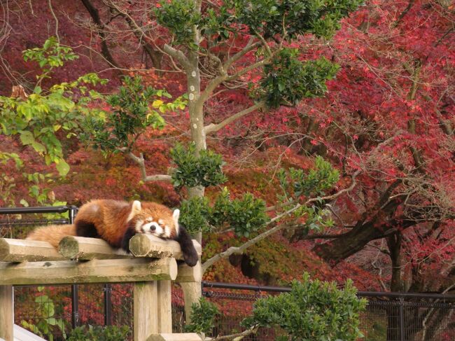 姫路 鯖江レッサーパンダ遠征 公共交通機関では９ヶ月ぶり ３ 鯖江前泊はいつものサバエシティホテル 晩秋の西山公園とそこから見渡す鯖江の景色 武生 鯖江 福井県 の旅行記 ブログ By まみさん フォートラベル