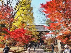 九品仏浄真寺 紅葉と猫山水　 2020.12