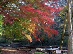 横浜の紅葉　２０２０　四季の森公園