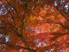 西鶴ケ岡公園で見られた紅葉