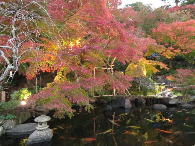 紅葉を見に鎌倉観光。
