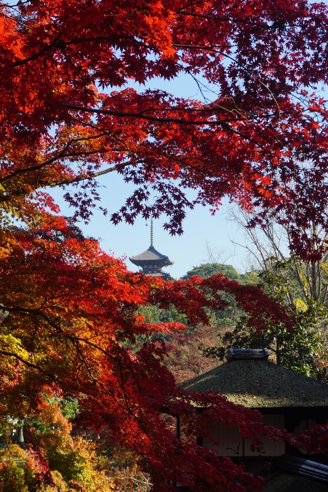 三渓園の紅葉を見てきました