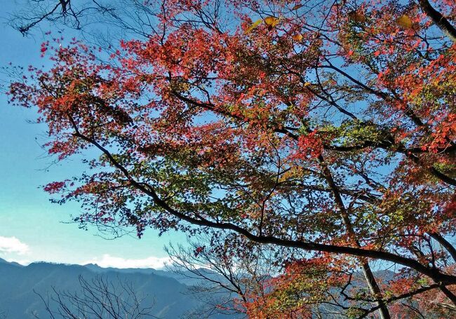 埼玉県飯能市の伊豆ヶ岳に行ってきました。<br />伊豆ヶ岳を訪れるのは約20年ぶり。前回の記憶がほとんどありません。ただ、前回は紅葉の季節ではなかったので、春先だったのかもしれません。<br />今回、紅葉がとても綺麗でした。山道は、アップダウンの繰り返しの尾根道で、個人的にはきつかったです。20年前に大変だったと思った記憶がまったくなかったので、少しショックを受けつつも、久しぶりに山の中を歩いたなぁ、と思った日でした。<br /><br />アクセスは鉄道です。<br />西武鉄道・西武秩父線の正丸駅からスタートし、吾野駅に帰ってくるコースを歩く予定。・・・でしたが、最後に道を間違え、西吾野駅に戻ってくることとなりました。日が短くなったこの季節の山の中、夕方に、しかも子連れの状況で・・・、道を間違えたことに気が付いたときにはかなり焦りましたが、方向を間違えたわけではありませんでしたので、地図を確認しながら、西吾野駅に無事に下りてくることができて、ホッとしました。最後の詰めが甘かったことは本当に反省。<br /><br />［タイムスケジュール］<br />8:29　正丸駅着　⇒　行列になっているトイレに行く<br />8:55　正丸駅発　⇒（20分）<br />9:15　正丸峠分岐（馬頭尊）　⇒（30分）<br />9:45　正丸峠ガーデンハウス付近　⇒（15分）<br />10:00　正丸峠　（展望台に寄る・休憩）10:20発　⇒（25分）<br />10:45　小高山　⇒（17分）<br />11:02　五輪山　⇒（21分）<br />11:23　伊豆ヶ岳山頂　⇒（30分）<br />11:53　古御岳（昼食休憩（48分））12:35発　⇒（40分）<br />13:15　高畑山　⇒（30分）<br />13:45　中ノ沢ノ頭付近　⇒（21分）<br />14:06　天目指峠　⇒（59分）<br />15:05　子の権現（参拝・お茶屋で休憩（40分））　⇒<br />15:45　子の権現下のトイレ発　⇒（20分）<br />16:05　道を間違えたことに気が付く（そのまま子の山林道を歩く）　⇒（20分）<br />16:25　国道395号と合流　⇒（23分）<br />16:48　国道299に合流　⇒（14分）<br />17:02　西吾野駅入口の信号のある交差点　⇒（3分）<br />17:05　西吾野駅着　⇒<br />17:13　西吾野駅発（西武秩父線に乗車）<br />