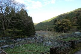 秋の伊豆旅♪　Vol.68　☆伊豆市：「筏場のわさび田」癒やしの風景 ♪