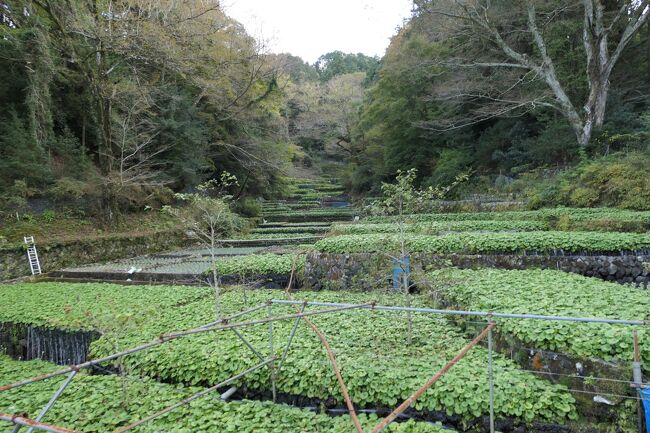 秋の伊豆旅♪　Vol.67　☆伊豆市：「筏場のわさび田」癒やしの風景 ♪