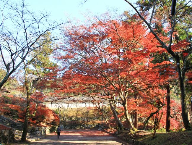 毘沙門堂門跡<br /><br />御本尊に毘沙門天を祀り、後西天皇の皇子公弁法親王が入寺して門跡寺院となった格式の高い寺院です。<br />紅葉の名所として知られています。<br />落葉がかなり進んでいましたが、それでもまだまだ綺麗な紅葉が残っていて見応えがありました。