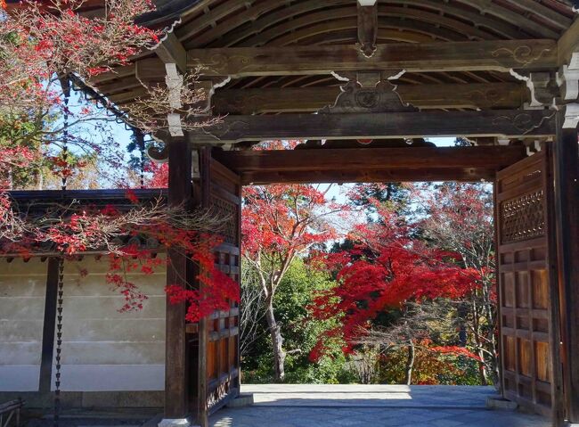 もう１０年以上も「旅」を目的として京都を訪れたことが無く、大阪近辺での所用のついでに桜の時期や紅葉の時期に駆け足で数時間立ち寄るのみでした。　そういう度に「こんどはゆっくりと訪れてみたい」と思うのでしたが、Ｇｏ－Ｔｏを機会に「行ってみようか」と計画した次第です。　京都の紅葉ガイドブックには各名所の紅葉時期として１１月中旬～１２月初旬と書かれているものが多く、実際には１１月２０日～２５日あたりのピーク前後１週間くらいが見頃なのでしょう。　そういう意味では１１月中に訪れるべきでしたが、１１月の最終週はいろいろあって１２月最初の週末に決定しました。　とはいうもののＧｏ－Ｔｏで各地の混雑が報道されるにつれ土／日の週末に訪れるのは混雑であまりにリスクが高いというもの。　といって平日に１泊２日の予定は確保出来そうになく、妥協的に日／月の予定とした次第です（お陰で土曜日宿泊より日曜日宿泊のほうが遙かに安くなりました）。　「どこへいこうか？」ということでは、存分にミーハー的なのですが２年前に訪れた八瀬では瑠璃光院へ行っていない。　昨年嵯峨付近を訪れた際にはトロッコ列車に乗っていない。　というところから「瑠璃光院」と「トロッコ列車」の２つを目玉に据え、それぞれその周辺を巡ります。<br />前半の　八瀬などの様子は<br />https://4travel.jp/travelogue/11666219<br /><br />　この後編はトロッコ列車、祇王時、二尊院などの様子をお届けいたします。