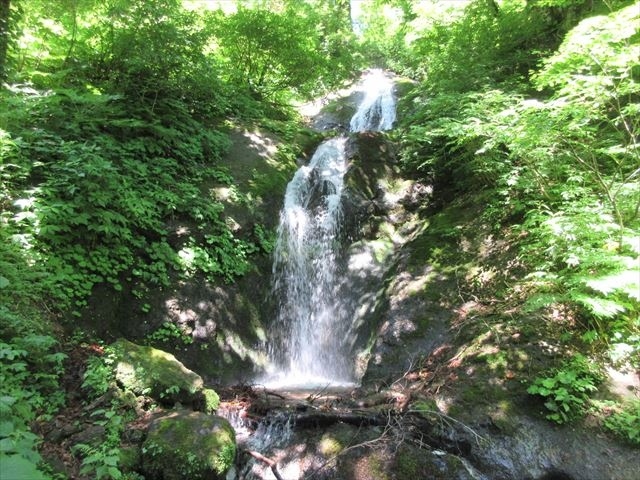 6月になって珍しく晴天になったこの日は，今年最初の登山に出かけました．目的地は鮭川村にある与蔵沼で，何年か前に羽根沢温泉の方から訪れたことがありました．今回は，大芦沢沿いに進むルートで，途中に「まぼろしの滝群」という滝を見ることができ，近年人気になっているルートです．ただ，知名度というとまだまだで，今回我家が訪れたのは日曜日であったにも拘らず，出会った人はいませんでした．通常6月には村が主催するトレッキングツアーもあるのですが，今年はコロナのため中止となり，個人で行くことになりましたが，ルートは比較的良く整備されていて，この時期になれば雪も消えているので，あまり心配する必要はないと思います．今回は与蔵沼までのトレッキングが主目的でしたが，途中でミズ（ウワバミソウ）を沢山見つけて，思わず今晩のおかず採りに熱中してしまいました．