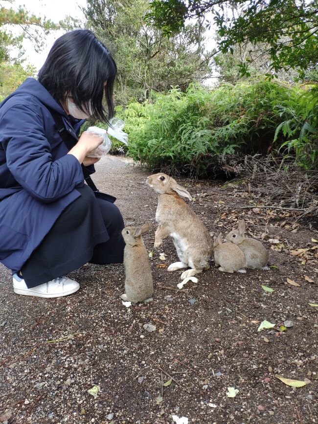 Gotoトラベルで、新幹線を使ったダイナミックパッケージが安い。<br />2日前に思い立って、広島へ旅行に行った。<br />初日は、仕事が終わってからのスタート。<br /><br />11/22(日)<br />東京 16:21　→　広島 20:16　のぞみ179号<br />そのまま、ネストホテル広島駅前に宿泊<br /><br />11/23(月・祝日)<br />広島 6:03　→　広 7:01　呉線 604M<br />広 7:07　→　忠海 8:18　呉線 106M<br />忠海港 8:30　→　大久野島 8:45　大三島フェリー 2便<br />＝＝大久野島散策＝＝<br />大久野島 10:30　→　忠海港 10:45　大三島フェリー 4便<br />忠海 11:23　→　三原 11:45　呉線 112M<br />＝＝三原でランチ＝＝<br />三原 12:59　→　宮島口 16:00頃　山陽本線 331M<br />宮島口 15:40　→　宮島 15:50　JR西日本宮島フェリー<br />宮島 17:15　→　宮島口 17:25　JR西日本宮島フェリー<br />＝＝宮島散策＝＝<br />宮島口 17:47　→　広島 18:30頃　山陽本線 1560M<br /><br />11/24(火)<br />的場町 8:03　→　本通 8:14　広島電鉄 1系統<br />＝＝ガスト　広島本通店で朝食＝＝<br />＝＝平和記念公園　→　原爆ドーム　→　廣島護國神社＝＝<br />合同庁舎前 11:16　→　広島駅 11:21　中国ジェイアールバス　雲芸南線<br />＝＝マツダ zoomzoomスタジアム＝＝<br />広島 12:57　→　東京 16:54　のぞみ110号