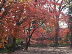 20201210-1 京都 糺の森と下鴨神社。ここの紅葉は、ホンマ遅いのね。