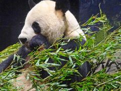 シャンシャンにお別れを言いに上野動物園へ【ところが突然に・・！！】