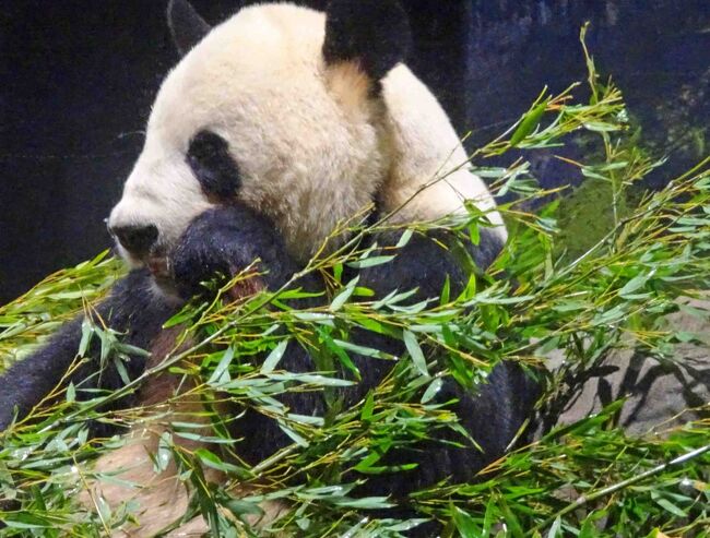 上野動物園で生まれたジャイアントパンダの香香（シャンシャン）、条約により中国へ還す期限が近づいているという報道が１２月になって話題となっています。　見られなくなるとなると「見ておきたい」という欲求もありチラッと拝んで「サヨナラ」を言いに行くことにしました。　<br />上野動物園のWEBページを見ると<br />・コロナ感染対策のため上野動物園入園は時間指定の予約制<br />・シャンシャンの観覧は前列／後列に分かれ、写真撮影の出来る後列は前列　で見た後に再度後列に並ぶ<br />というもの。　時間のとれそうな日を選んで予約しましたが、各日とも午前中は満員で予約不可、仕方なく比較的早い時間の予約が取れる日を選んで予約をしました。<br />動物園の入場こそ予約システムのお陰でスムーズ、ゲート直ぐ横にあるパンダ舎での前列シャンシャン見学も極スムーズ。　しかし写真の撮れる後列待ちの列は延々と長く１００分待ちという落とし穴でした。　まあ写真は撮れないものの「寝ている」シャンシャンを拝んで、親パンダたちを見て、相応に満足です。<br />　と思ったら夕刻のニュースで「シャンシャン返還が５月まで延期」というビックリ。　無理に見に行く必要は無かったという後悔と、１時間４０分待ちとの写真撮影後列に並ばなくて良かった、という自分への言い聞かせで複雑です。　　なお、皆さんは御承知でしょうが表紙の写真は「シャンシャン」ではありません。